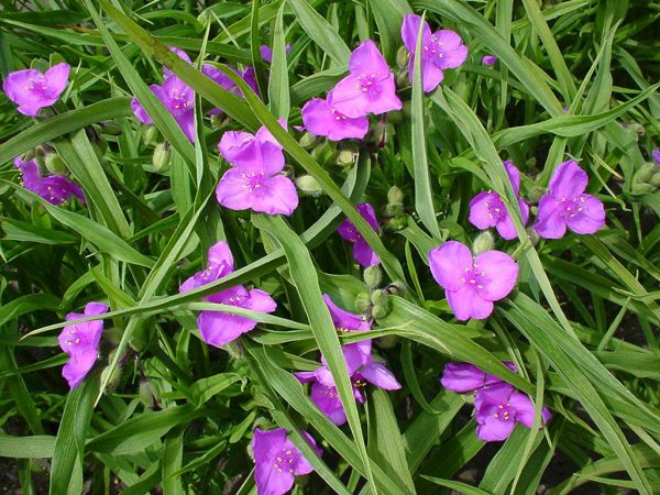 Tradescantia Valour