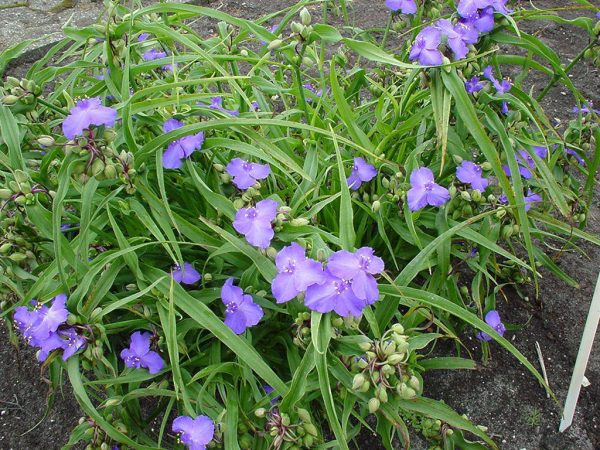 Tradescantia Zwanenburg Blue
