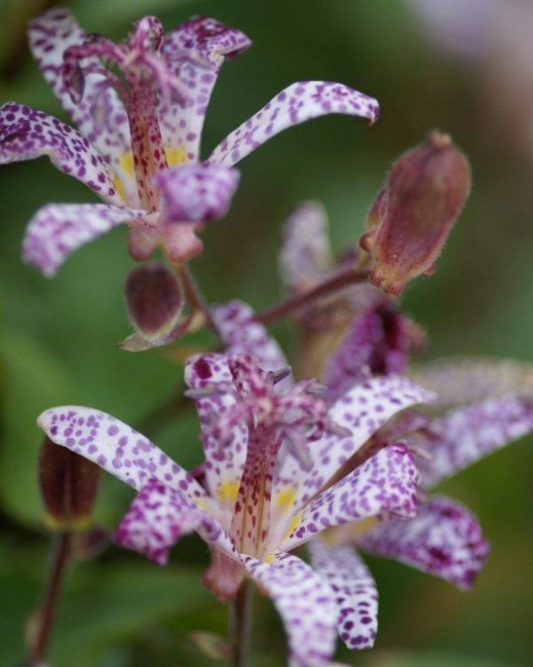 tricyrtis Empress