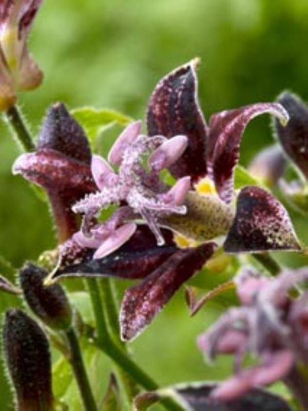 Tricyrtis Raspberry Mouse