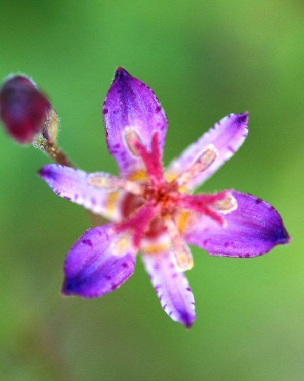 Tricyrtis hirta Taiwan Adbane