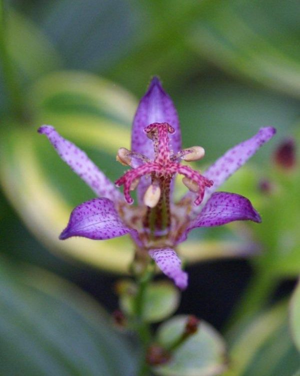 Tricyrtis formosana Samurai