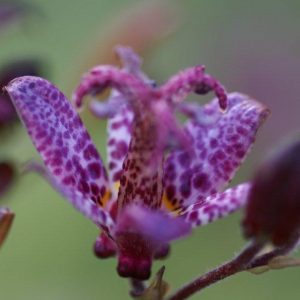 Tricyrtis