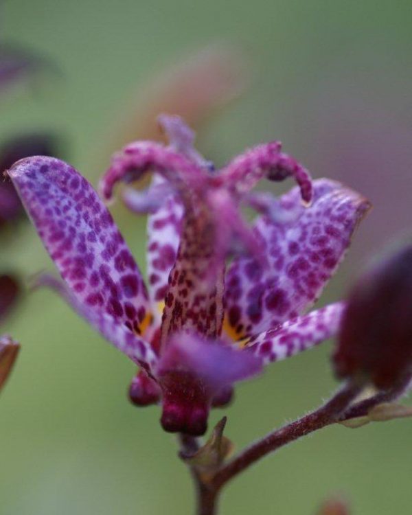 Tricyrtis formosana