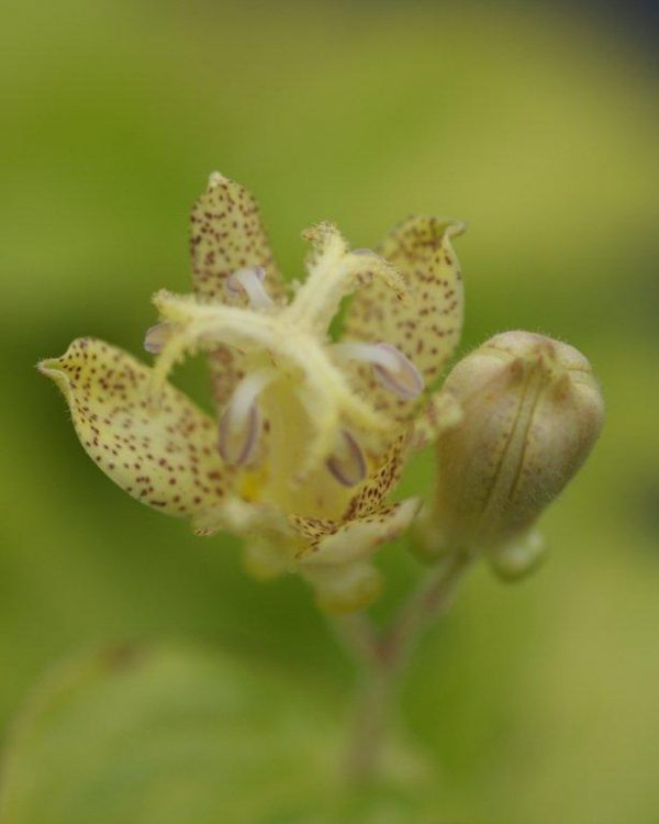 Tricyrtis macropoda