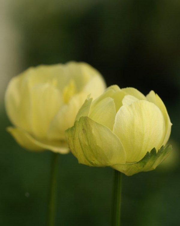 Trollius Cheddar