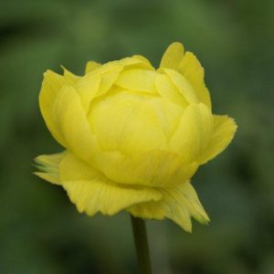 Trollius