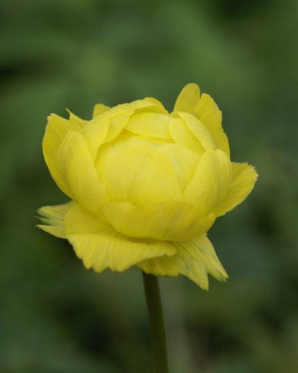 Trollius Lemon Queen