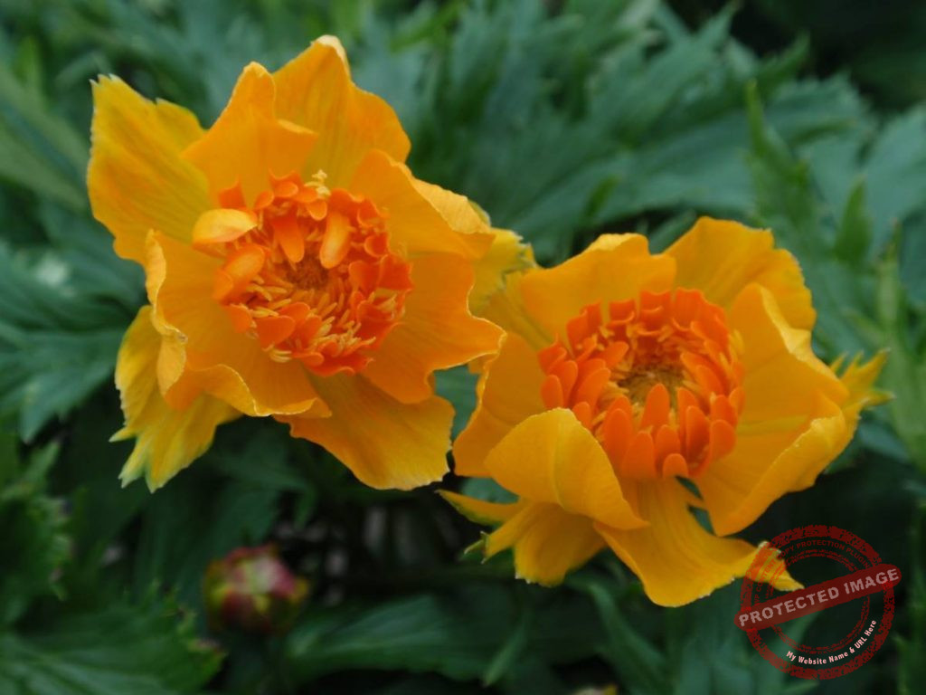 Trollius Orange Crest Verschoor Horticulture