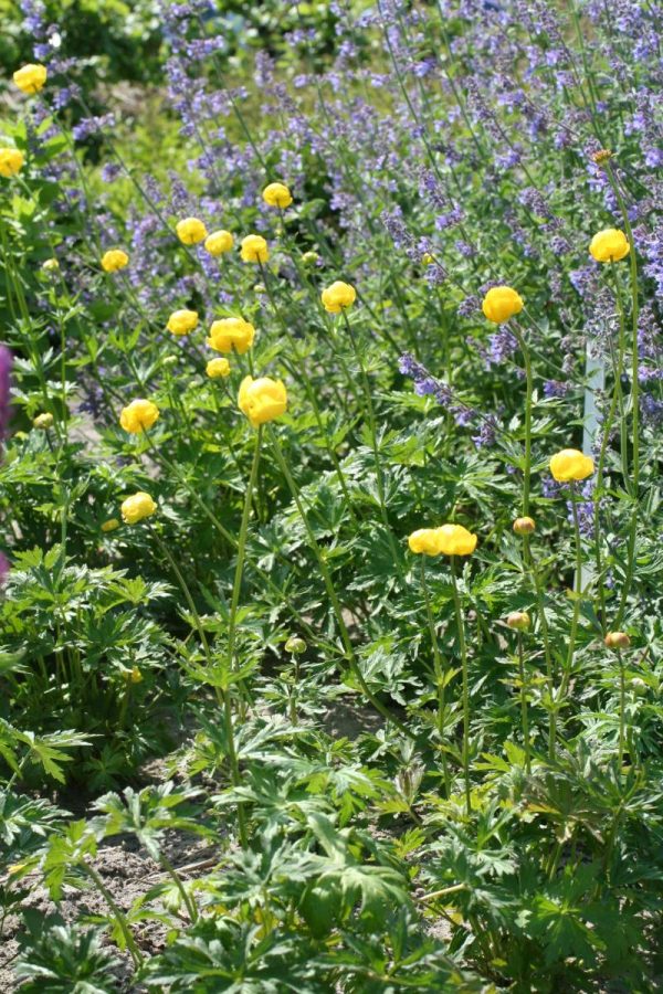 Trollius europeus