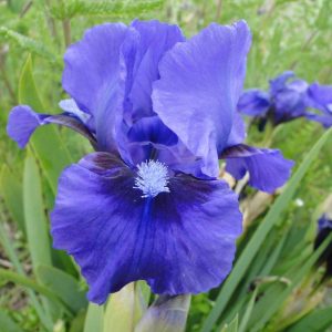 Iris Pumila Truly