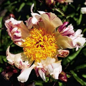 Paeonia  Twitterpated