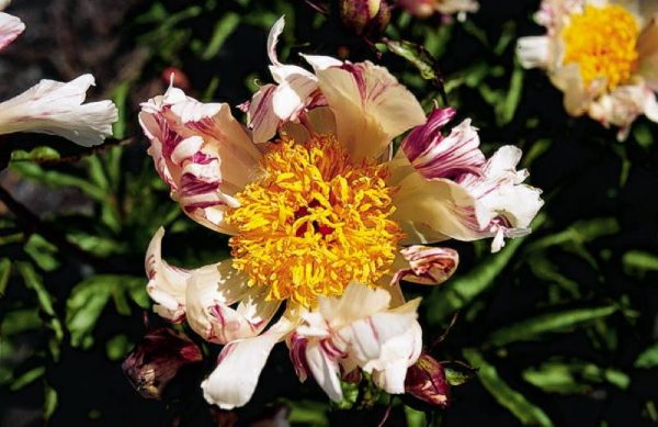 Paeonia  Twitterpated