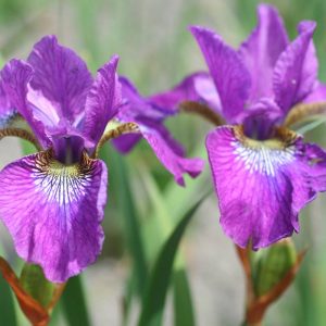 Iris sibirica Valda