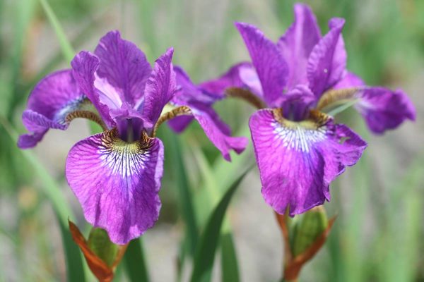 Iris sibirica Valda