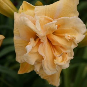 Hemerocallis Vanilla Fluff