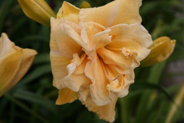 Hemerocallis Vanilla Fluff