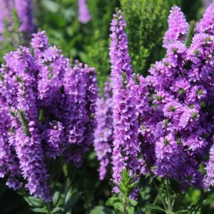 Veronica Hybride Abundance