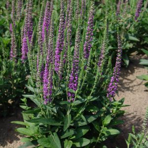 Veronica Atomic® Amethyst Ray®