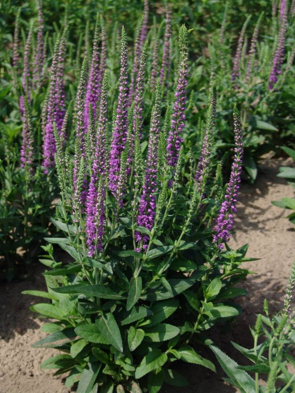 Veronica Atomic® Amethyst Ray®