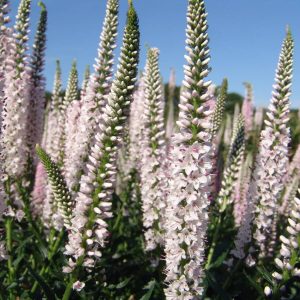 Veronica Atomic® Pinkish-White Ray®