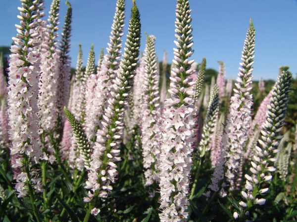 Veronica Atomic® Pinkish-White Ray®