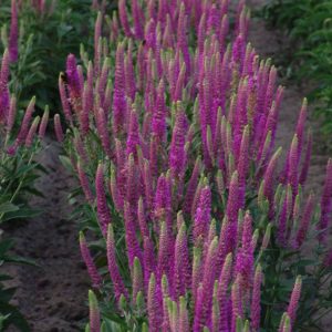 Veronica Atomic® Red Ray®