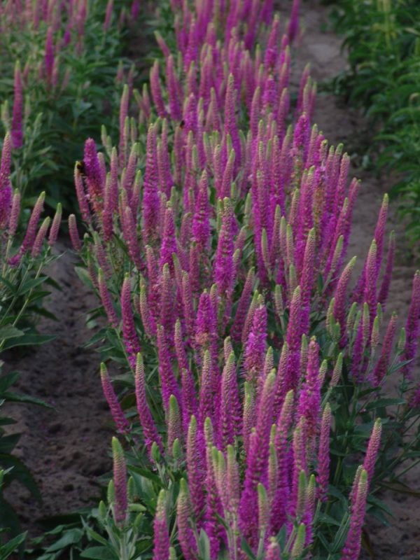 Veronica Atomic® Red Ray®