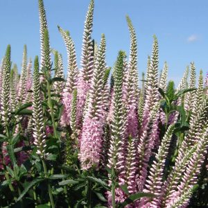 Veronica Atomic® Silvery Pink Ray®