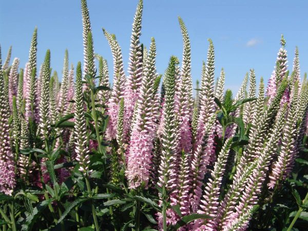 Veronica Atomic® Silvery Pink Ray®