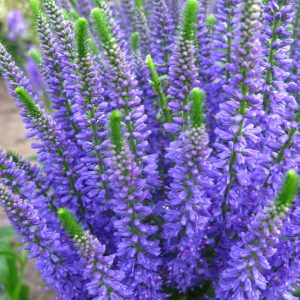 Veronica Blue Explosion
