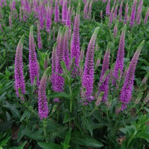 Veronica hybride Purpleicious