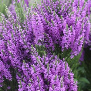 Veronica Purple Explosion