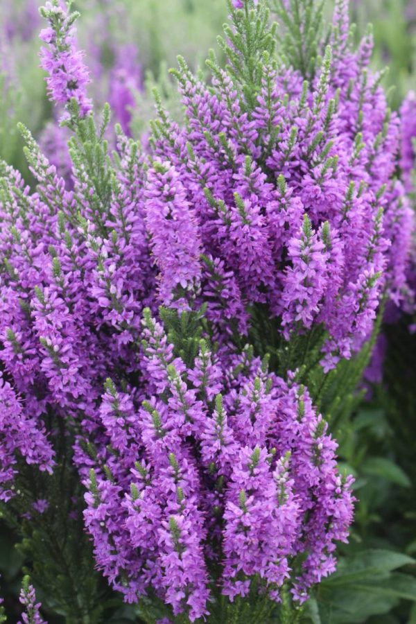 Veronica Purple Explosion