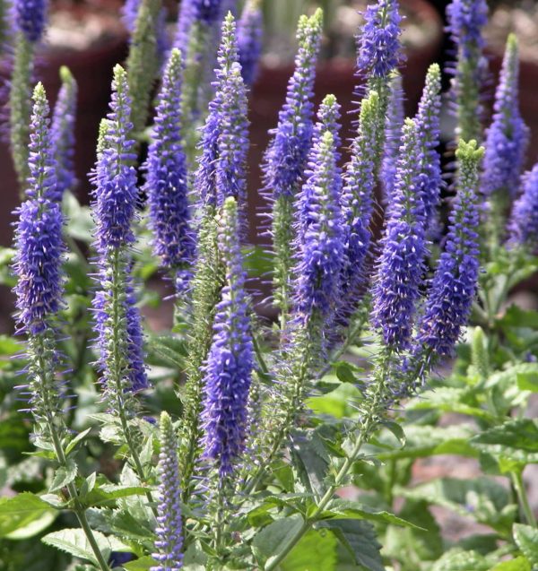 Veronica hybride Sunny Border Blue