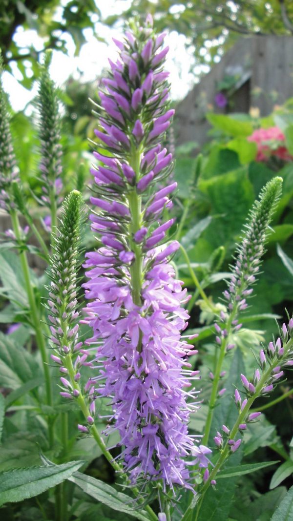 Veronica hybrid Tranquillity® PBR