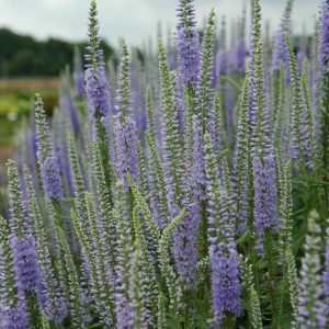 Veronica hybride Twilight