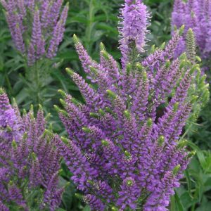 Veronica Plumosa Lavender Plume