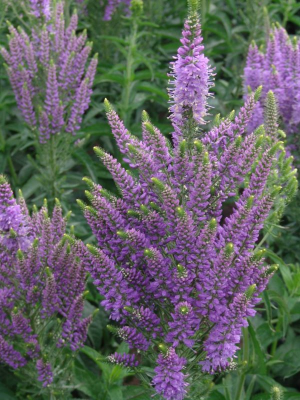 Veronica Plumosa Lavender Plume