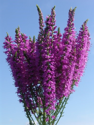 Veronica hybrid Plumosa Series