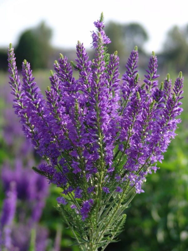 Veronica Plumosa Blue Plume