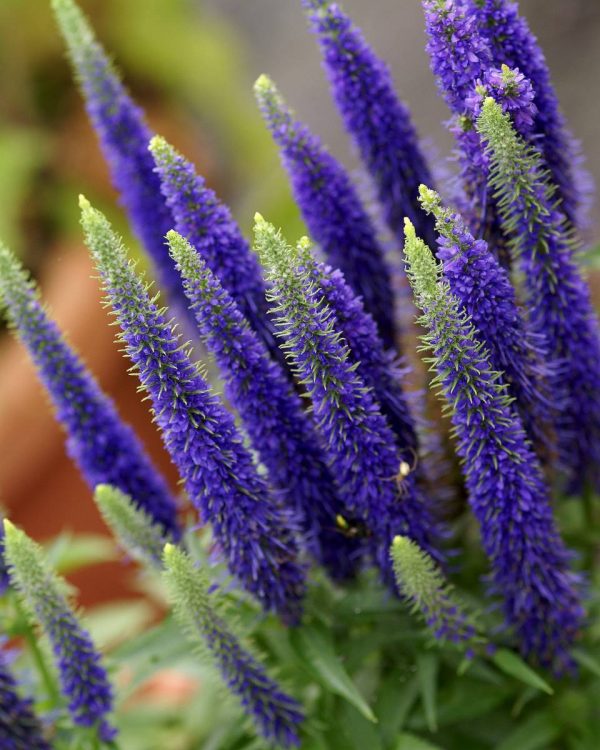 Veronica hybrid Ulster Dwarf Blue