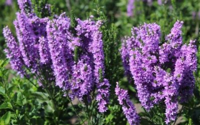 Veronica spicata x longifolia hybrid ABUNDANCE®