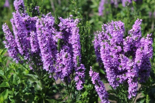 Veronica spicata x longifolia hybrid ABUNDANCE®