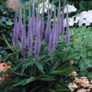Veronicastrum virginicum Apollo