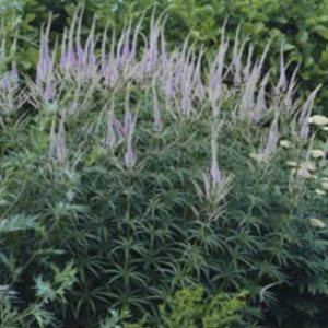 Veronicastrum virg. Lavendelturm