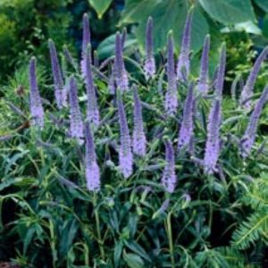 Veronicastrum