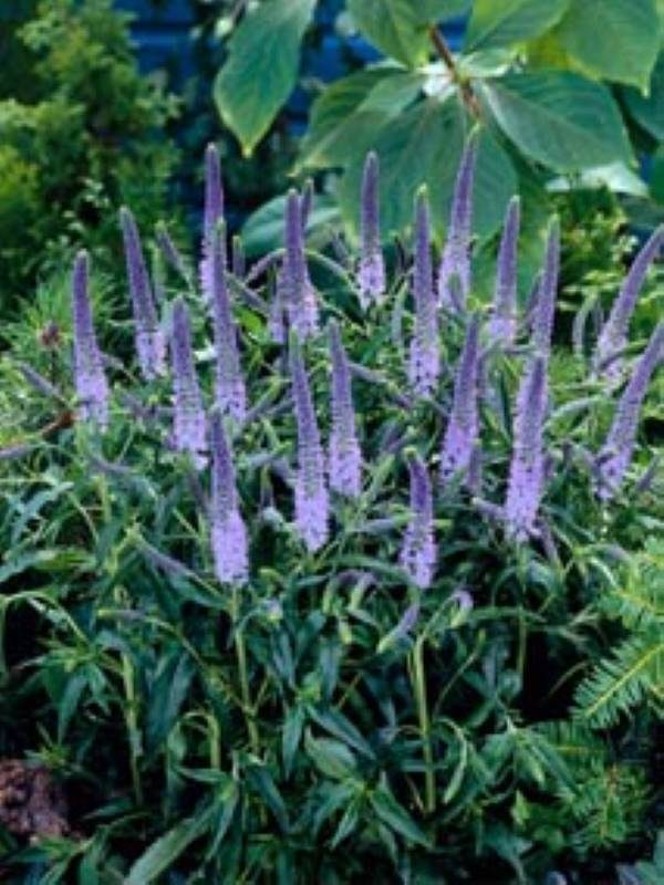 Veronicastrum virginicum Temptation