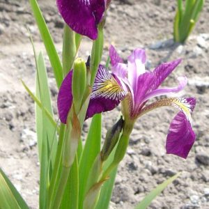 Iris versicolor