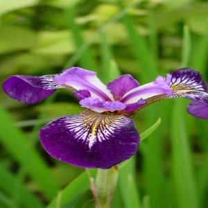 Iris versicolor Pacifica
